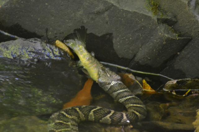 Banded+Water+Snake (<I>Nerodia fasciata</I>), Grandfather Mountain State Park, North Carolina, United States