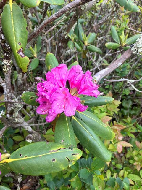 Catawba+Rhododendron (<I>Rhododendron catawbiense</I>), Grandfather Mountain State Park, North Carolina, United States