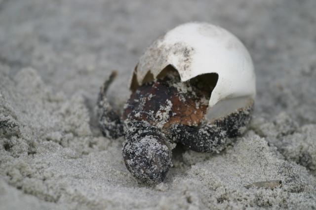 Loggerhead+Sea+Turtle (<I>Caretta caretta</I>), Hammocks Beach State Park, North Carolina, United States