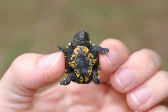 Eastern+Box+Turtle (<I>Terrapene carolina</I>), Hammocks Beach State Park, North Carolina, United States