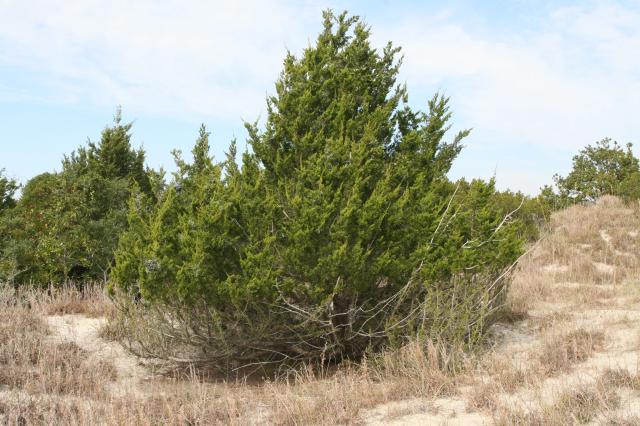 Eastern+Red+Cedar (<I>Juniperus virginiana</I>), Hammocks Beach State Park, North Carolina, United States