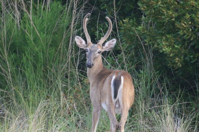 White-tailed+Deer (<I>Odocoileus virginianus</I>), Hammocks Beach State Park, North Carolina, United States