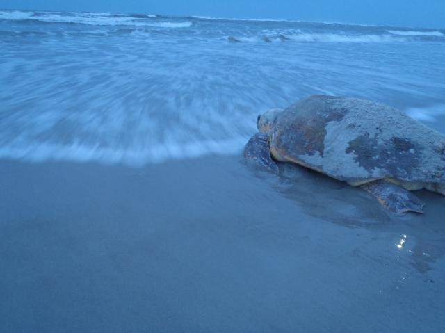 Loggerhead+Sea+Turtle (<I>Caretta caretta</I>), Hammocks Beach State Park, North Carolina, United States