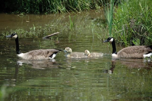 Canada+Goose (<I>Branta canadensis</I>), Haw River State Park, North Carolina, United States
