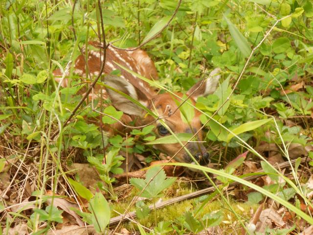 White-tailed+Deer (<I>Odocoileus virginianus</I>), Haw River State Park, North Carolina, United States
