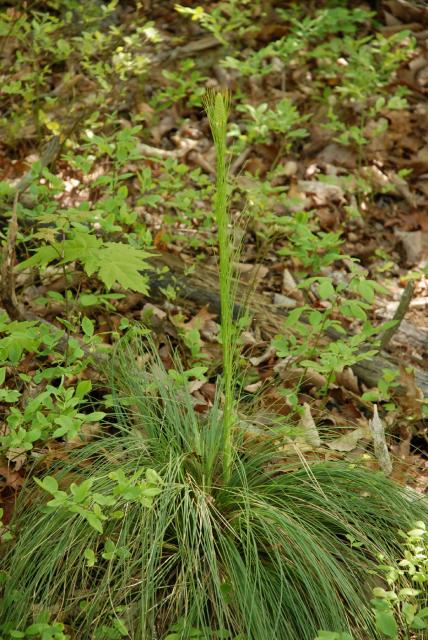 Beargrass%2C+Turkey+Beard (<I>Xerophyllum asphodeloides</I>), Hanging Rock State Park, North Carolina, United States
