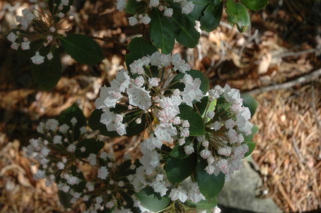 Mountain+Laurel (<I>Kalmia latifolia</I>), Hanging Rock State Park, North Carolina, United States
