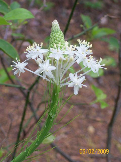 Beargrass%2C+Turkey+Beard (<I>Xerophyllum asphodeloides</I>), Hanging Rock State Park, North Carolina, United States
