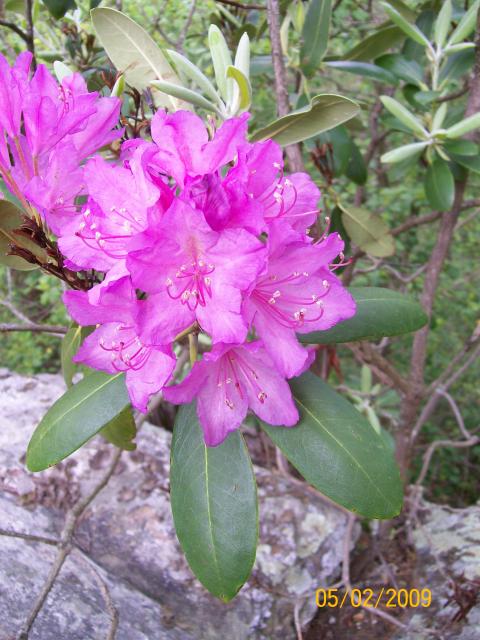 Catawba+Rhododendron (<I>Rhododendron catawbiense</I>), Hanging Rock State Park, North Carolina, United States