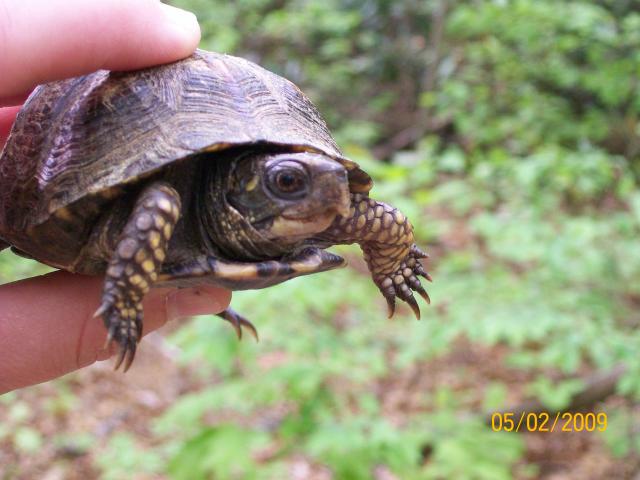 Eastern+Box+Turtle (<I>Terrapene carolina</I>), Hanging Rock State Park, North Carolina, United States