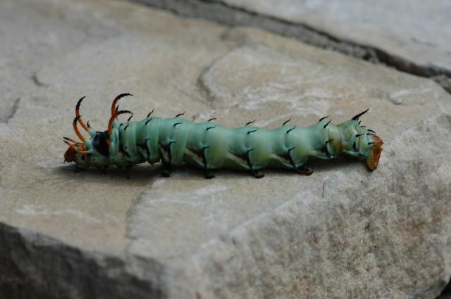 Royal+Walnut+Moth (<I>Citheronia regalis</I>), Hanging Rock State Park, North Carolina, United States