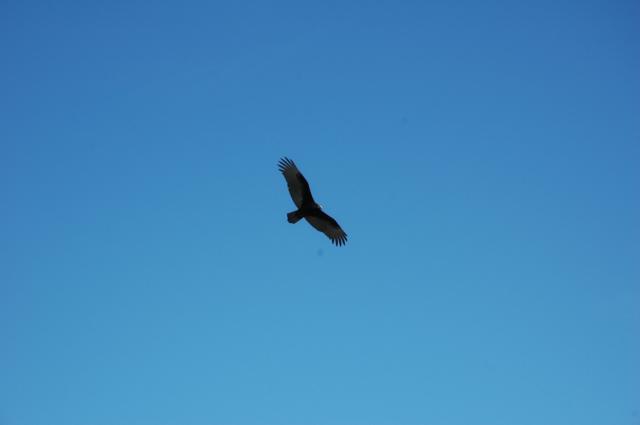 Turkey+Vulture (<I>Cathartes aura</I>), Hanging Rock State Park, North Carolina, United States