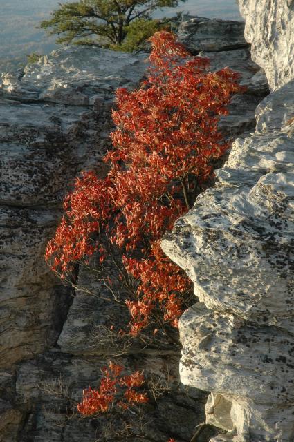 Sourwood (<I>Oxydendrum arboreum</I>), Hanging Rock State Park, North Carolina, United States