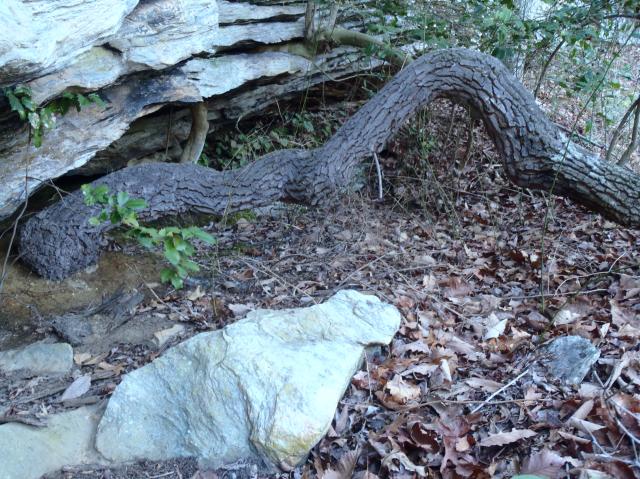 Sourwood (<I>Oxydendrum arboreum</I>), Hanging Rock State Park, North Carolina, United States