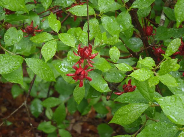 Sweet-shrub (<I>Calycanthus floridus</I>), Hanging Rock State Park, North Carolina, United States