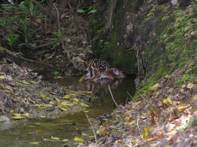 White-tailed+Deer (<I>Odocoileus virginianus</I>), Hanging Rock State Park, North Carolina, United States