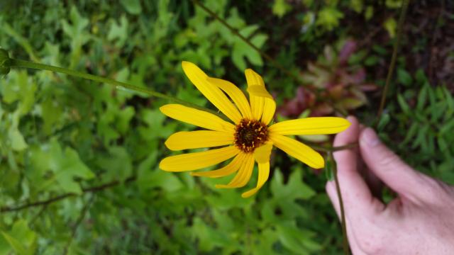 Schweinitz%27s+Sunflower (<I>Helianthus schweinitzii</I>), Hanging Rock State Park, North Carolina, United States