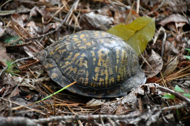 Eastern+Box+Turtle (<I>Terrapene carolina</I>), Hanging Rock State Park, North Carolina, United States
