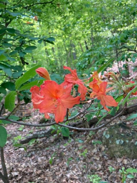 Flame+Azalea (<I>Rhododendron calendulaceum</I>), Hanging Rock State Park, North Carolina, United States