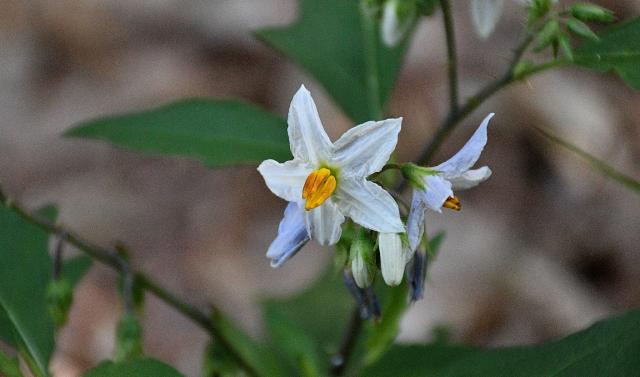 Carolina+Horse-nettle (<I>Solanum carolinense</I>), Hanging Rock State Park, North Carolina, United States