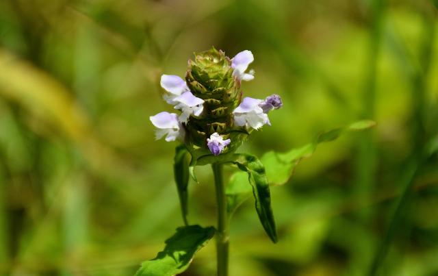 Self-heal (<I>Prunella vulgaris</I>), Hanging Rock State Park, North Carolina, United States