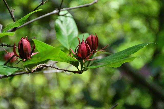 Sweet-shrub (<I>Calycanthus floridus</I>), Hanging Rock State Park, North Carolina, United States
