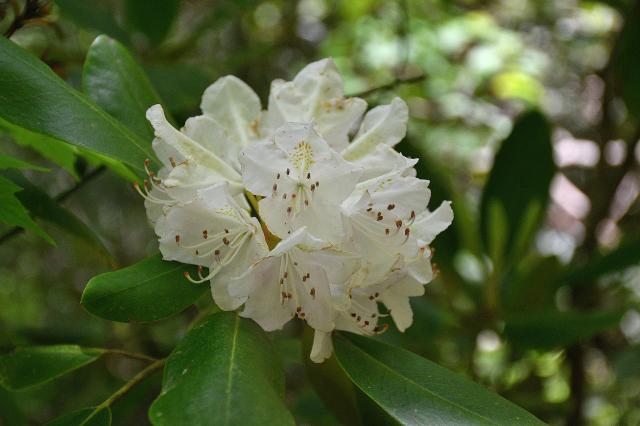 Catawba+Rhododendron (<I>Rhododendron catawbiense</I>), Hanging Rock State Park, North Carolina, United States