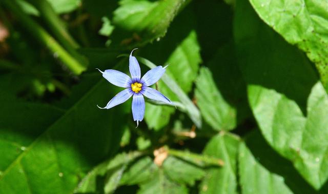 Pointed+Blue-eyed-grass (<I>Sisyrinchium angustifolium</I>), Hanging Rock State Park, North Carolina, United States