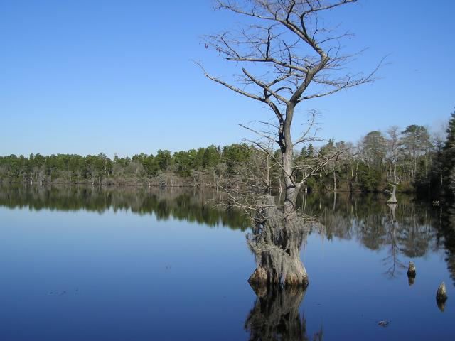  (<I></I>), Jones Lake State Park, North Carolina, United States