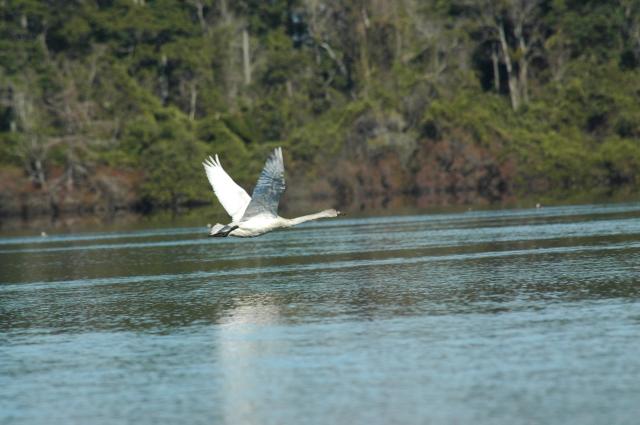 Tundra+Swan (<I>Cygnus columbianus</I>), Jones Lake State Park, North Carolina, United States