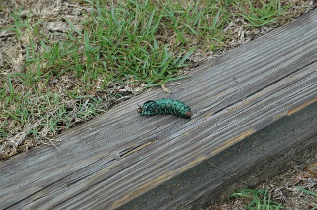 Royal+Walnut+Moth (<I>Citheronia regalis</I>), Jones Lake State Park, North Carolina, United States