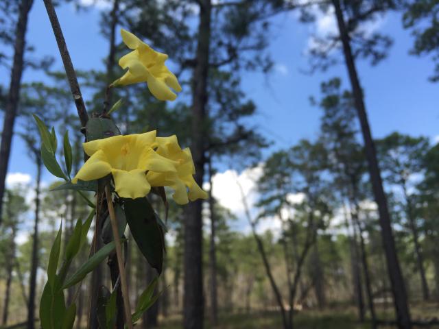 Yellow+Jessamine (<I>Gelsemium sempervirens</I>), Jones Lake State Park, North Carolina, United States