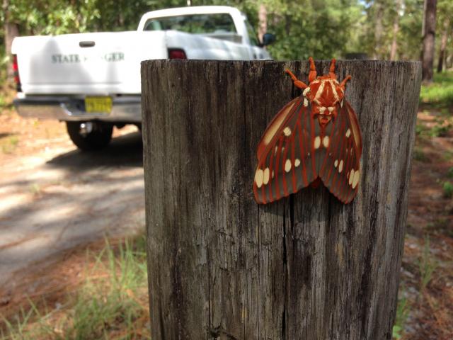 Royal+Walnut+Moth (<I>Citheronia regalis</I>), Jones Lake State Park, North Carolina, United States