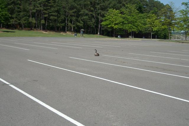 Canada+Goose (<I>Branta canadensis</I>), Jordan Lake State Recreation Area, North Carolina, United States