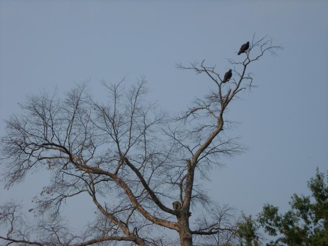 Turkey+Vulture (<I>Cathartes aura</I>), Jordan Lake State Recreation Area, North Carolina, United States