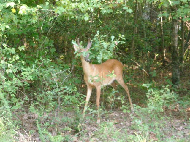 White-tailed+Deer (<I>Odocoileus virginianus</I>), Jordan Lake State Recreation Area, North Carolina, United States