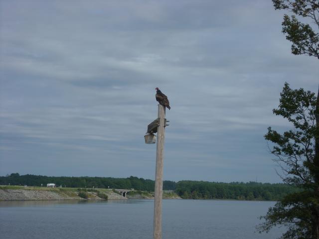 Turkey+Vulture (<I>Cathartes aura</I>), Jordan Lake State Recreation Area, North Carolina, United States