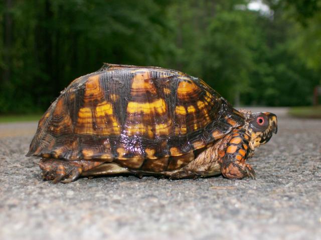 Eastern+Box+Turtle (<I>Terrapene carolina</I>), Jordan Lake State Recreation Area, North Carolina, United States