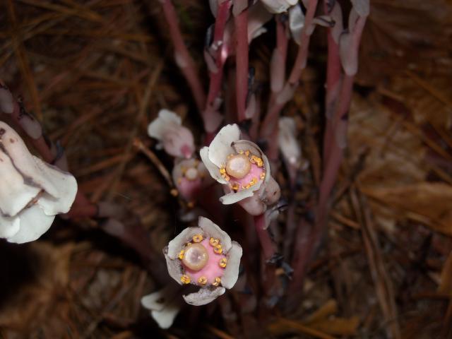 Indian-pipe (<I>Monotropa uniflora</I>), Jordan Lake State Recreation Area, North Carolina, United States