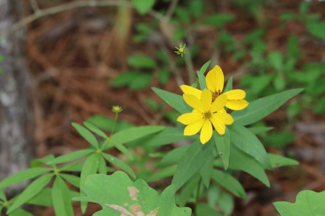 Whorled+Coreopsis (<I>Coreopsis verticillata</I>), Jordan Lake State Recreation Area, North Carolina, United States