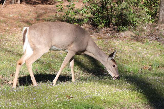 White-tailed+Deer (<I>Odocoileus virginianus</I>), Jordan Lake State Recreation Area, North Carolina, United States