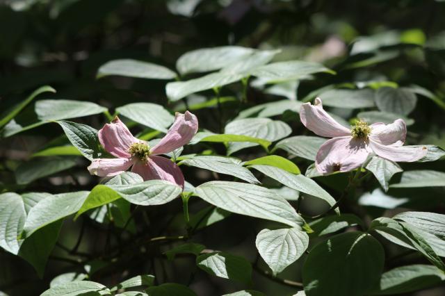 Flowering+Dogwood (<I>Cornus florida</I>), Jordan Lake State Recreation Area, North Carolina, United States