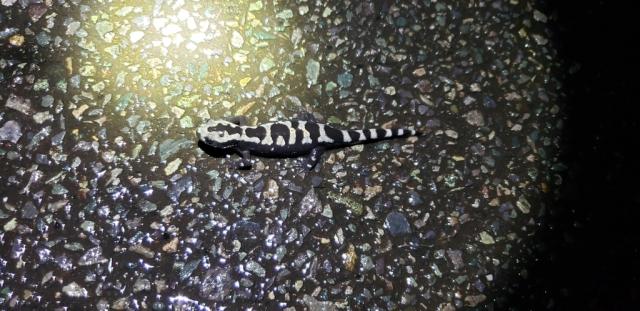 Marbled+Salamander (<I>Ambystoma opacum</I>), Jordan Lake State Recreation Area, North Carolina, United States