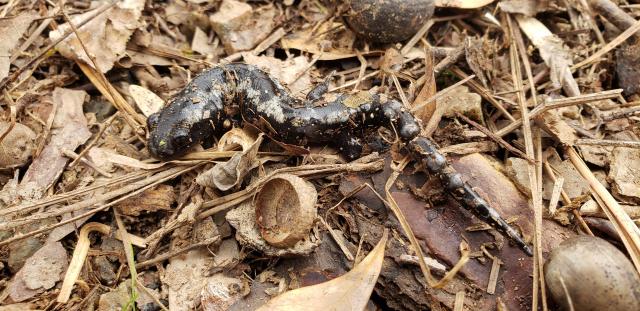 Marbled+Salamander (<I>Ambystoma opacum</I>), Jordan Lake State Recreation Area, North Carolina, United States