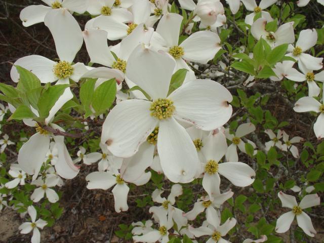 Flowering+Dogwood (<I>Cornus florida</I>), Jockey's Ridge State Park, North Carolina, United States