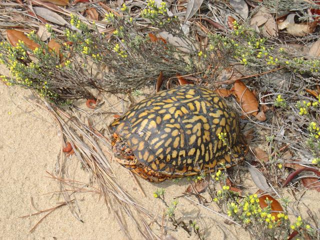 Eastern+Box+Turtle (<I>Terrapene carolina</I>), Jockey's Ridge State Park, North Carolina, United States