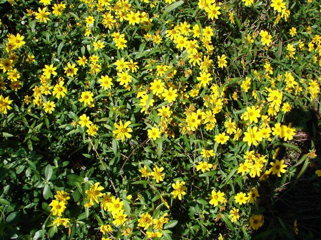 Smooth+Bur-marigold (<I>Bidens laevis</I>), Jockey's Ridge State Park, North Carolina, United States