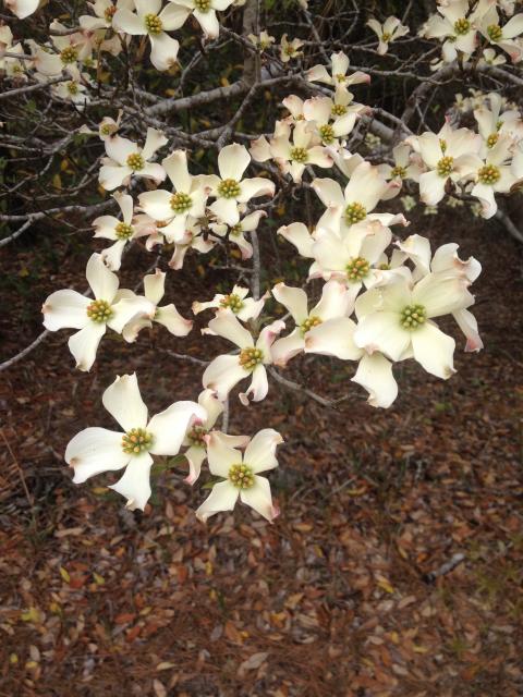 Flowering+Dogwood (<I>Cornus florida</I>), Jockey's Ridge State Park, North Carolina, United States