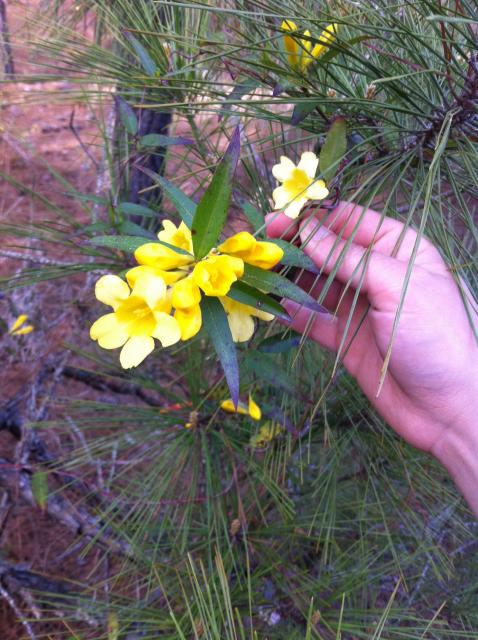 Yellow+Jessamine (<I>Gelsemium sempervirens</I>), Jockey's Ridge State Park, North Carolina, United States