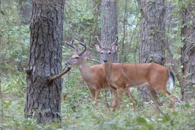 White-tailed+Deer (<I>Odocoileus virginianus</I>), Jockey's Ridge State Park, North Carolina, United States